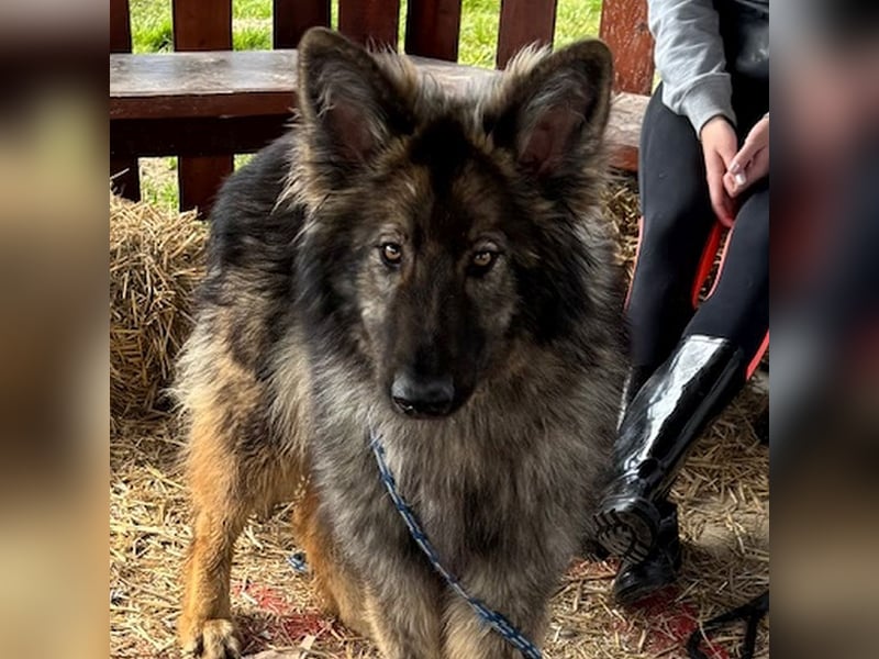 Balto