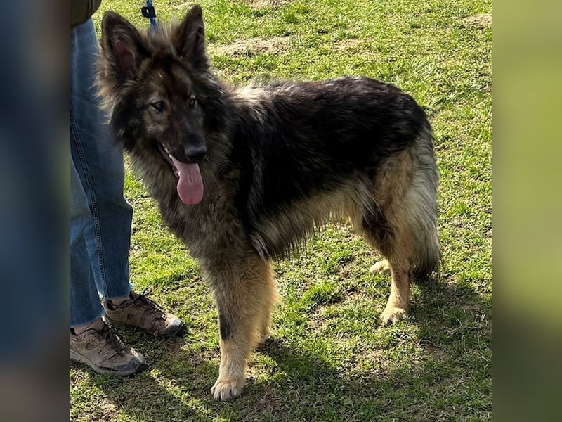 Balto