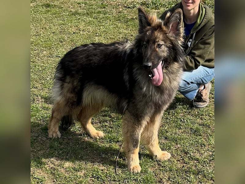 Balto