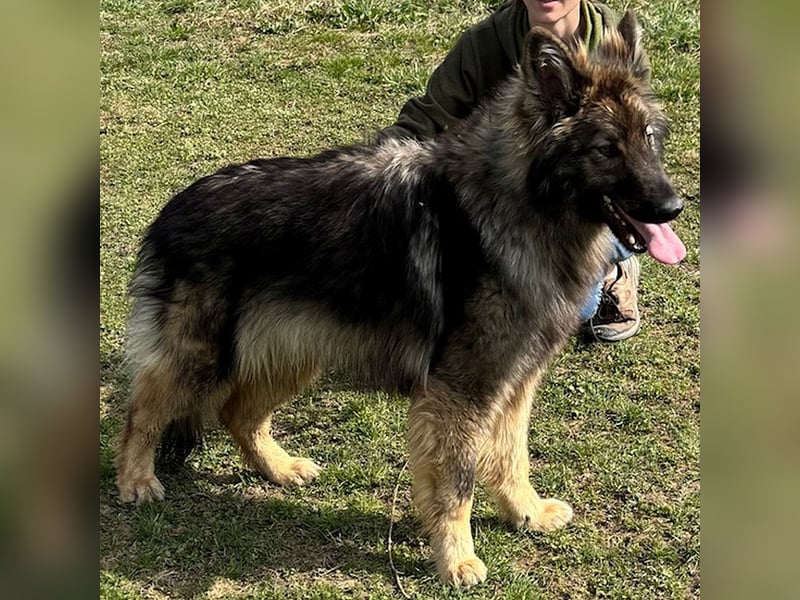 Balto