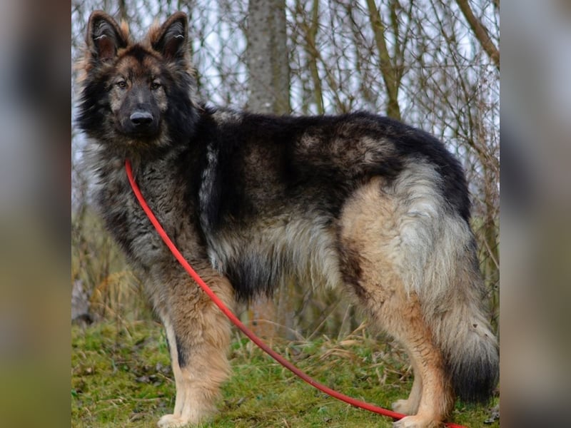 Balto