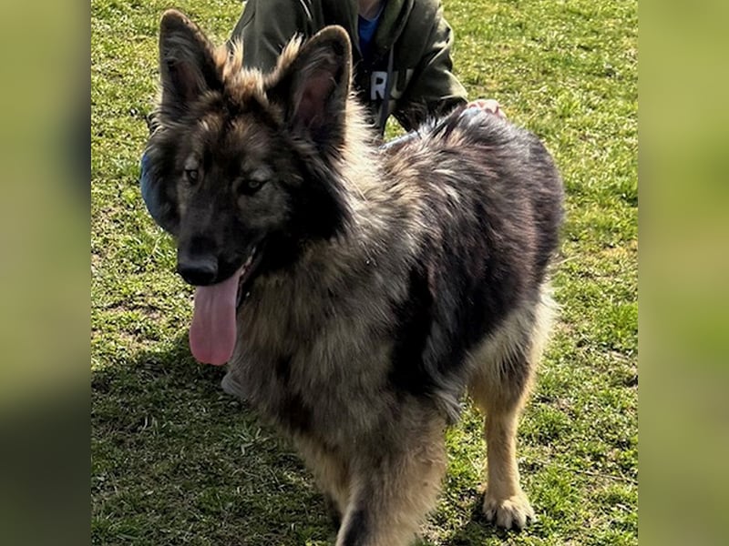 Balto