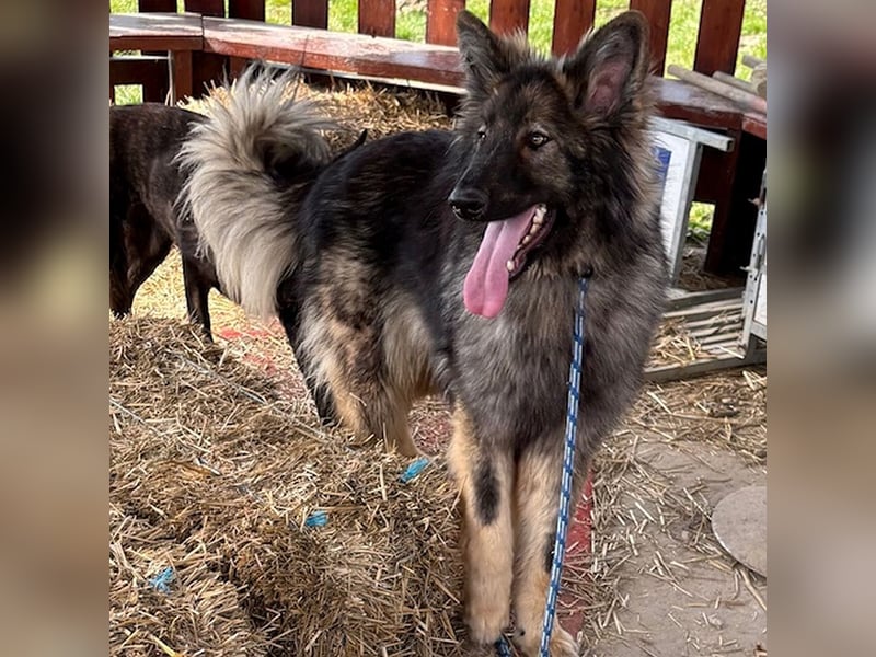 Balto