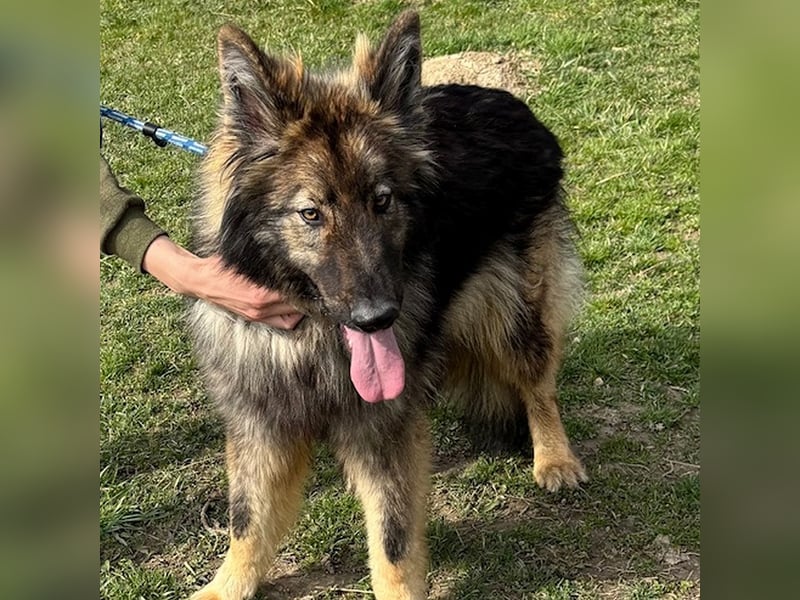 Balto