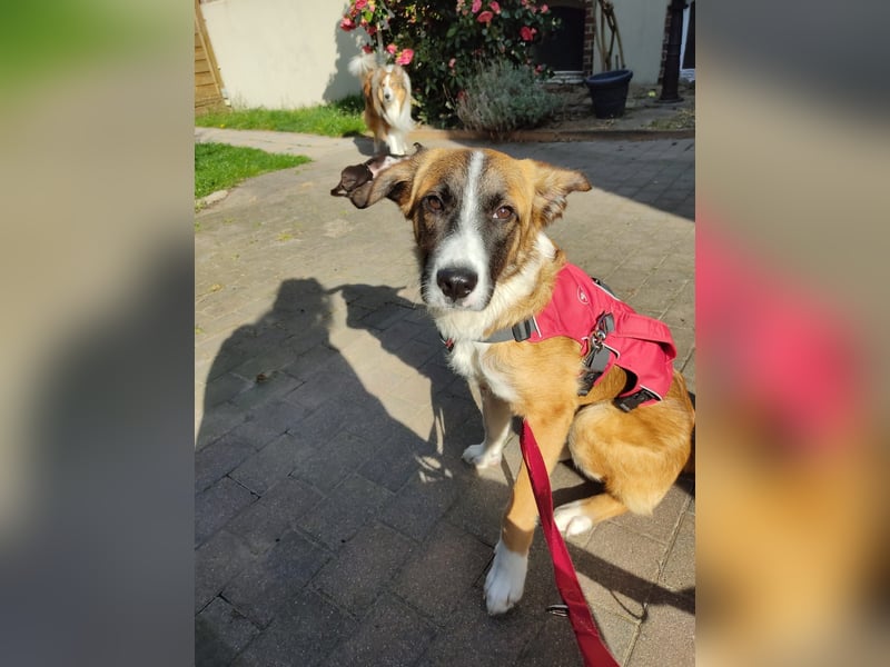 KAIO - Junghund sucht seine Herzensmenschen