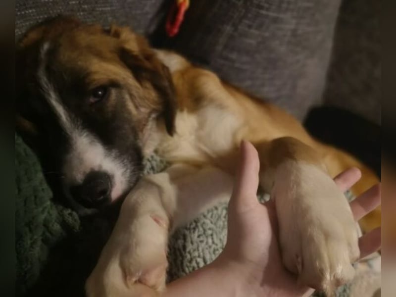 KAIO - Junghund sucht seine Herzensmenschen