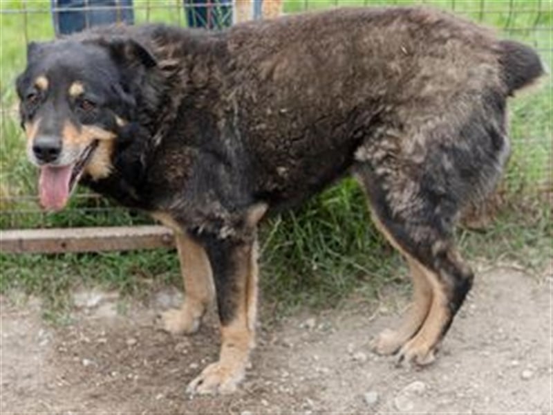 Verschmuster GOLIAT sucht ein warmes Plätzchen