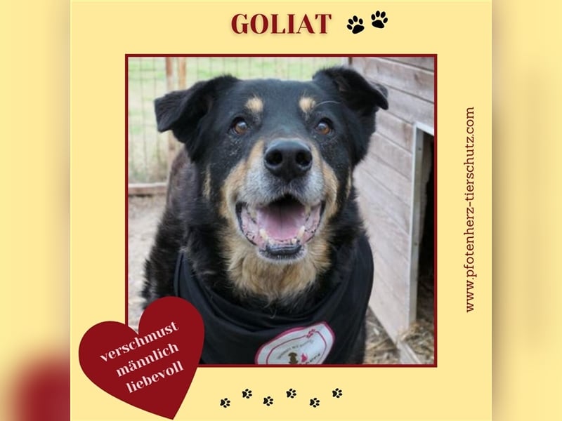 Verschmuster GOLIAT sucht ein warmes Plätzchen