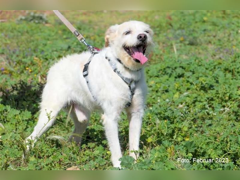 Zipi sucht neues Zuhause