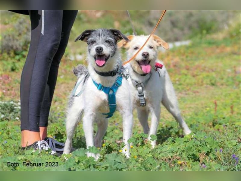 Zipi sucht neues Zuhause