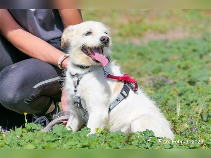 Zipi sucht neues Zuhause