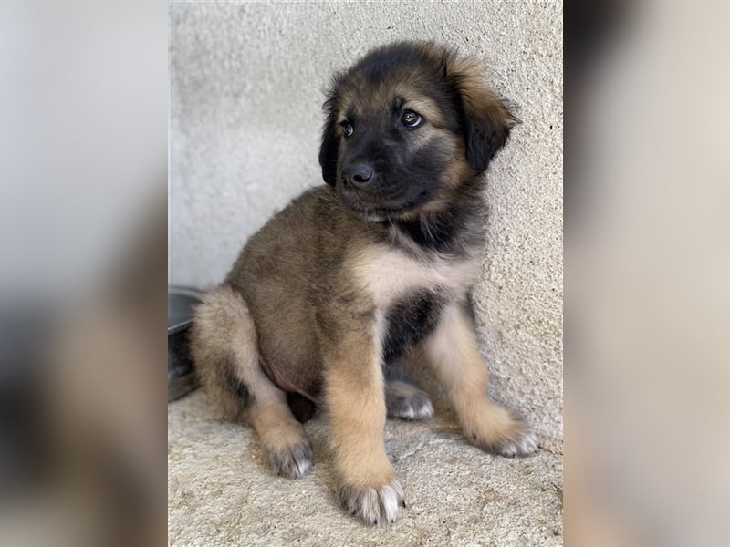 Felix, geb. ca. 03/2024, lebt in GRIECHENLAND, im städt. Tierheim Serres