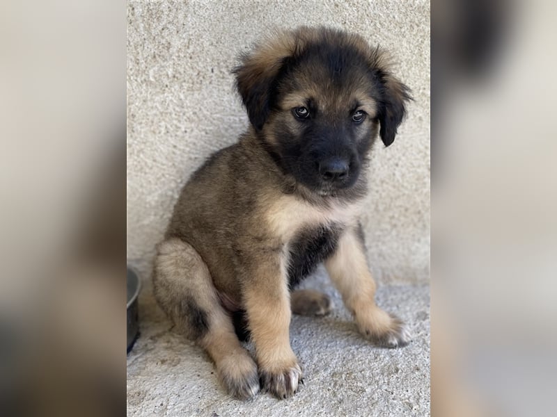 Felix, geb. ca. 03/2024, lebt in GRIECHENLAND, im städt. Tierheim Serres
