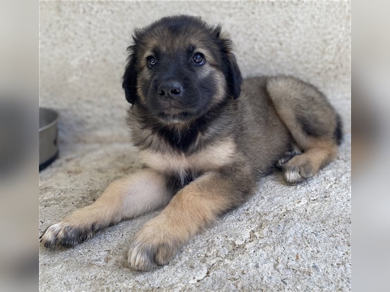 Felix, geb. ca. 03/2024, lebt in GRIECHENLAND, im städt. Tierheim Serres