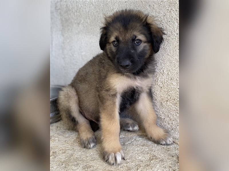 Felix, geb. ca. 03/2024, lebt in GRIECHENLAND, im städt. Tierheim Serres
