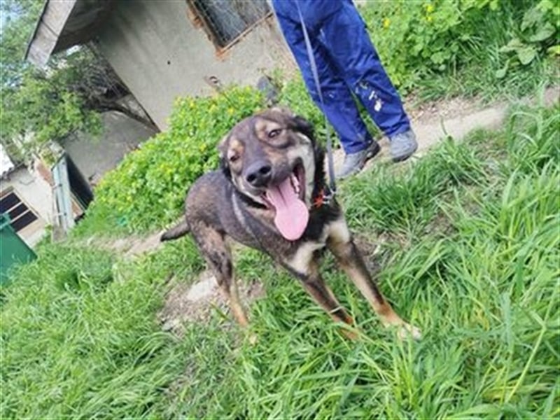 Rolf - ein stattlicher Vorzeigehund