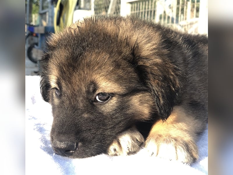 Felix, geb. ca. 03/2024, lebt in GRIECHENLAND, im städt. Tierheim Serres