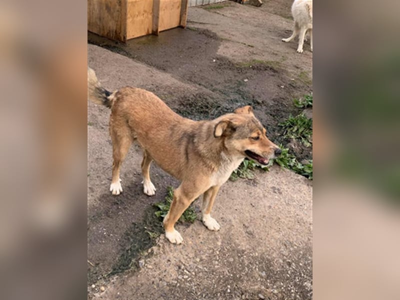PEPI-feiner Hundemann möchte von vorn anfangen