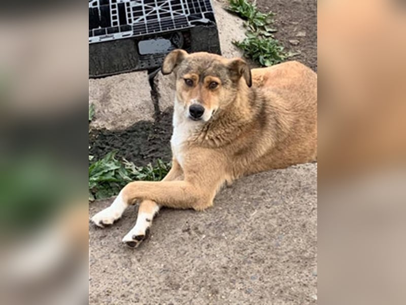 PEPI-feiner Hundemann möchte von vorn anfangen