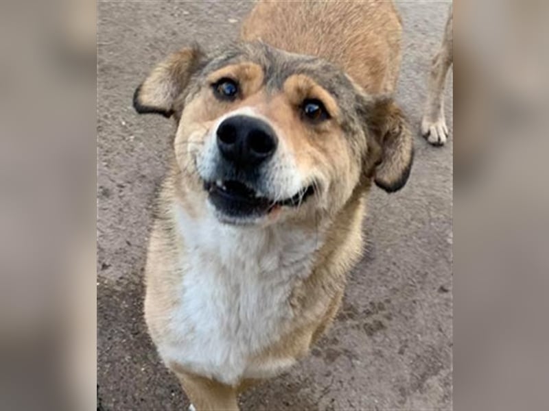 PEPI-feiner Hundemann möchte von vorn anfangen