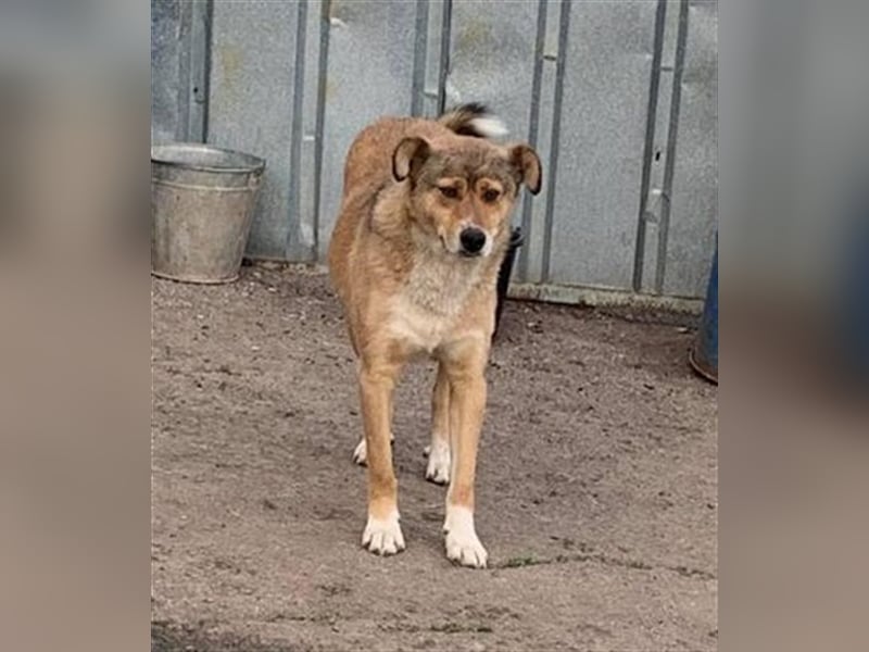 PEPI-feiner Hundemann möchte von vorn anfangen