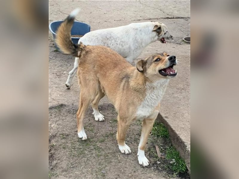 PEPI-feiner Hundemann möchte von vorn anfangen