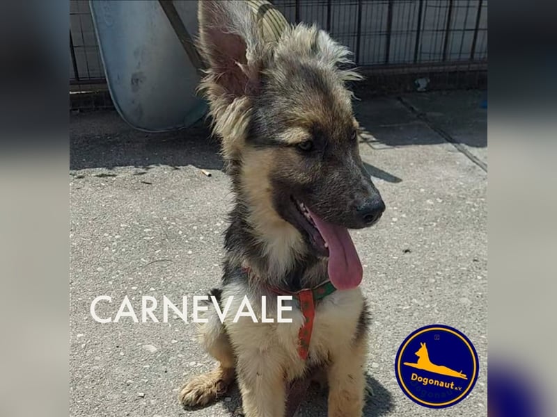 CARNEVALE sucht seine Familie