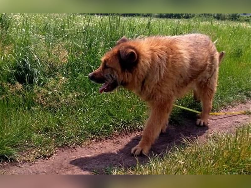 Alf, sucht einen Gnadenplatz