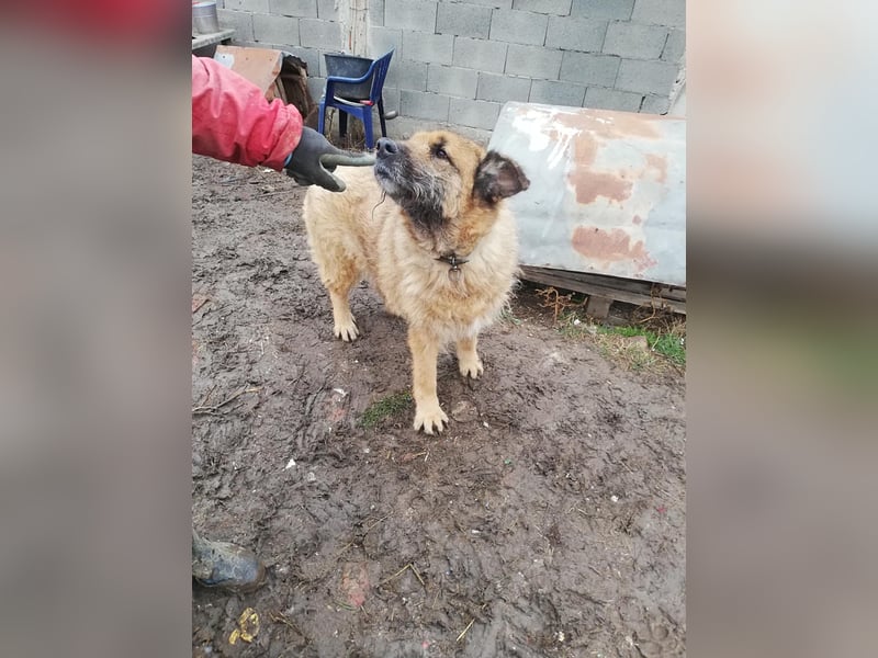 Alf, sucht einen Gnadenplatz