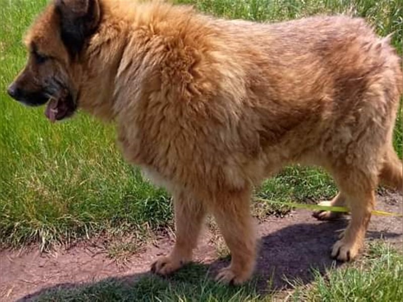 Alf, sucht einen Gnadenplatz