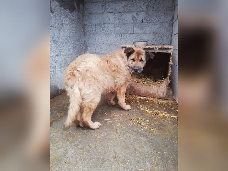 Alf, sucht einen Gnadenplatz