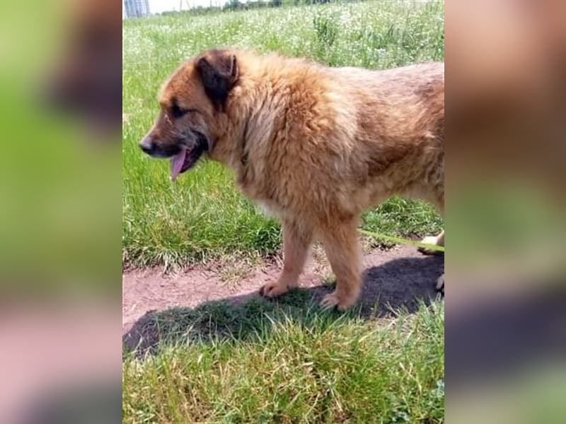 Alf, sucht einen Gnadenplatz