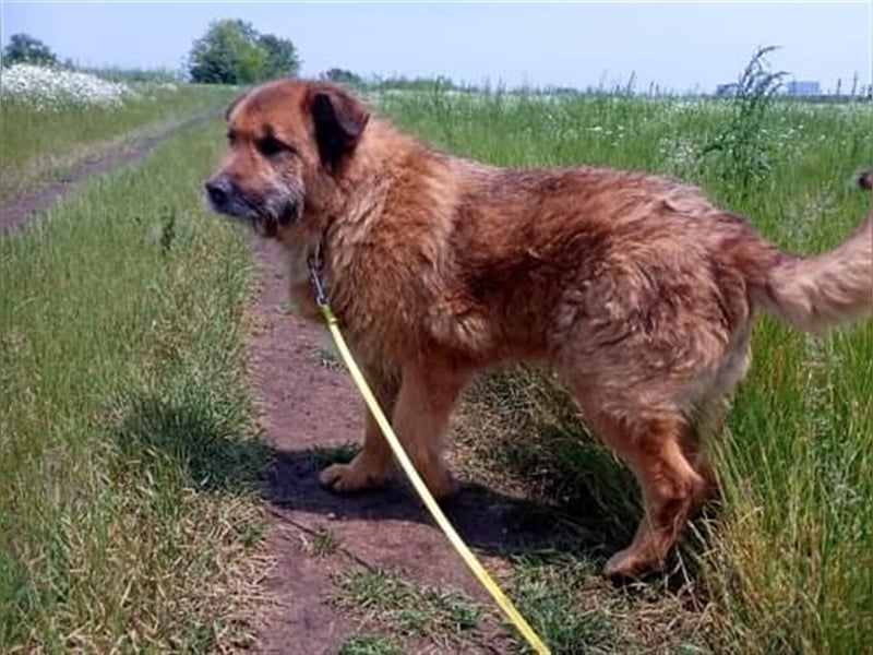 Alf, sucht einen Gnadenplatz