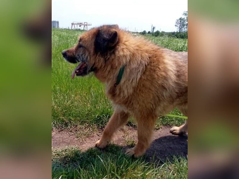 Alf, sucht einen Gnadenplatz
