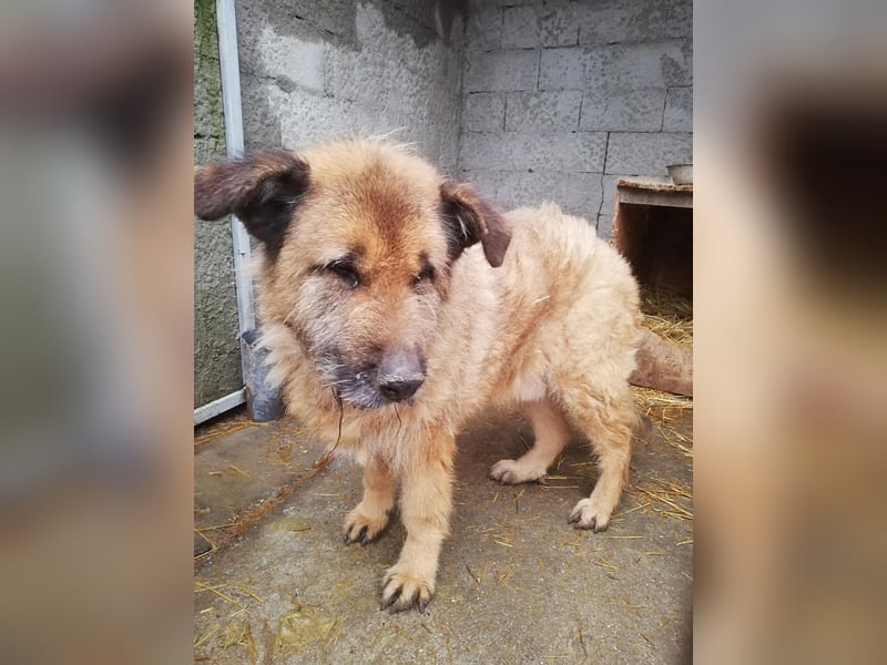 Alf, sucht einen Gnadenplatz