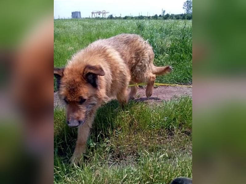 Alf, sucht einen Gnadenplatz