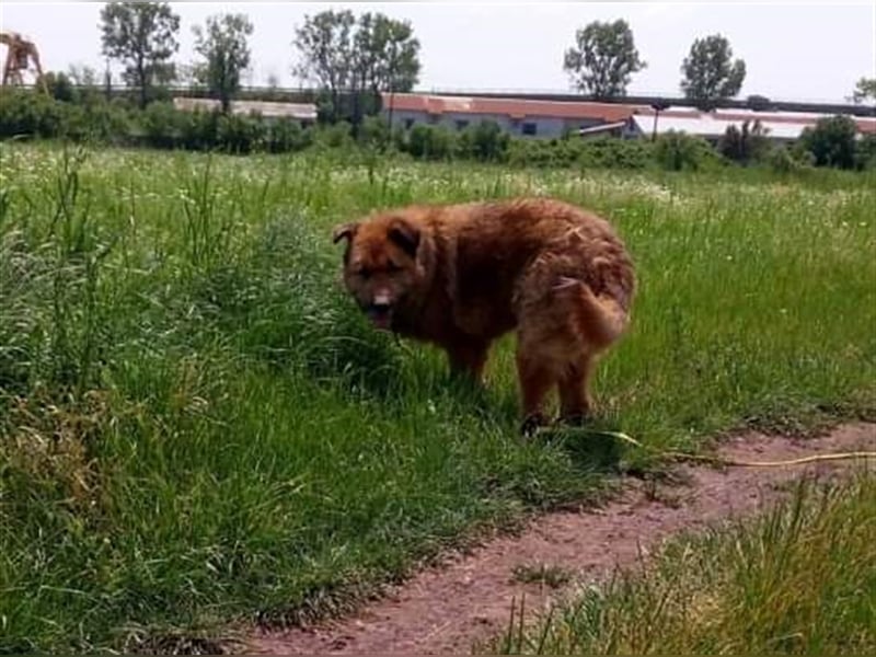 Alf, sucht einen Gnadenplatz
