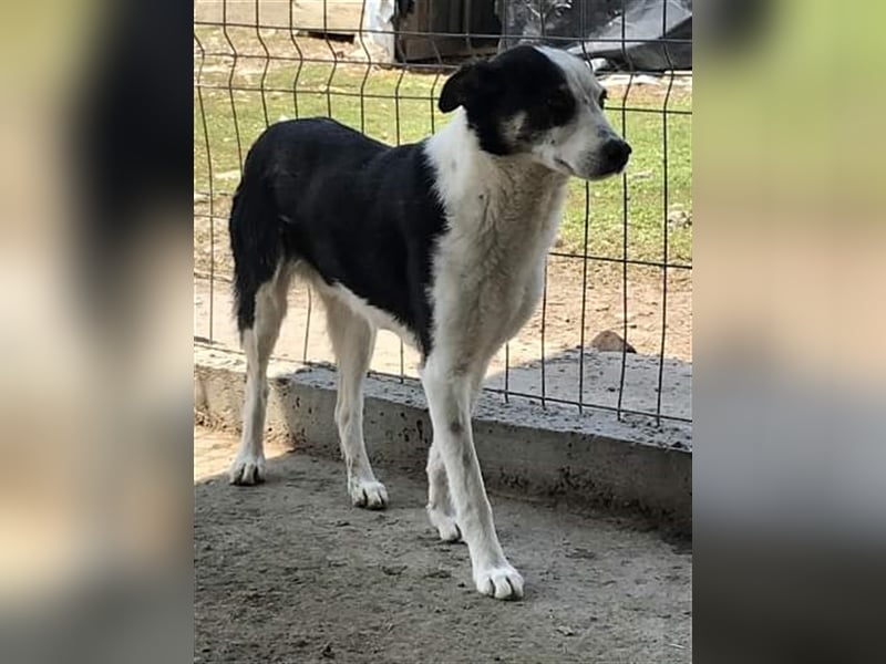 Sam, unsicherer Hundebub sucht hundeerfahrenes Zuhause oder Pflegestelle