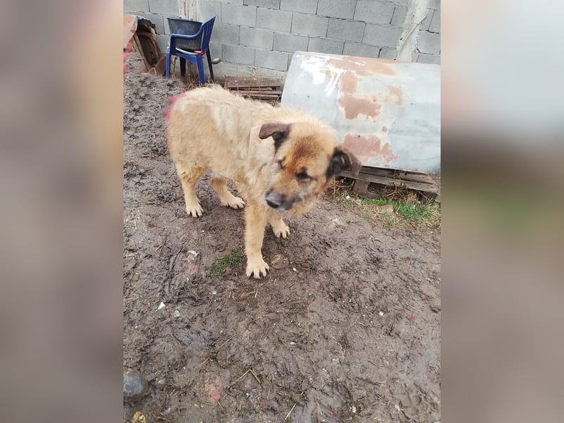 Alf, sucht einen Gnadenplatz