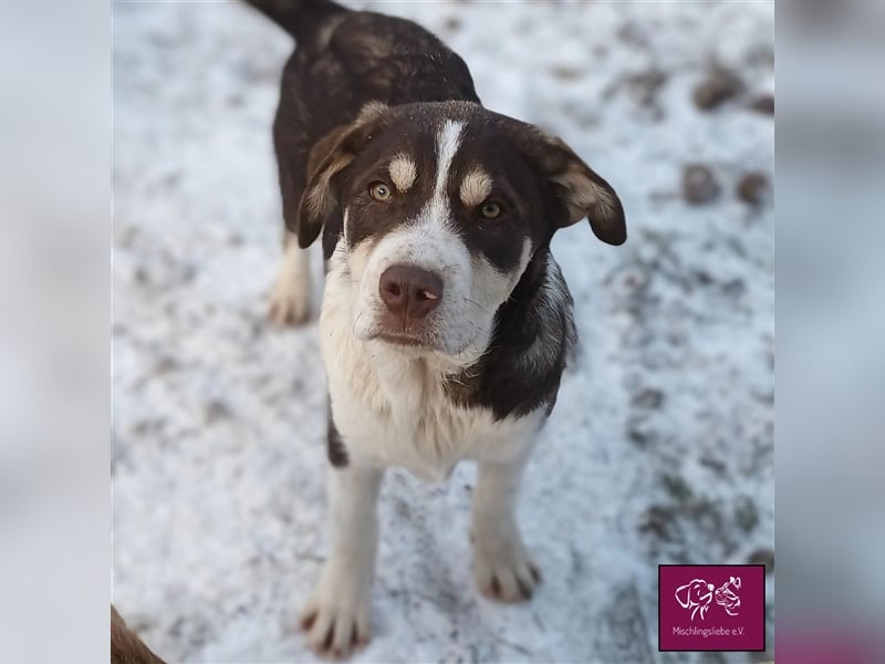 Knuffiger Amaretto sucht seinen Platz auf Lebenszeit