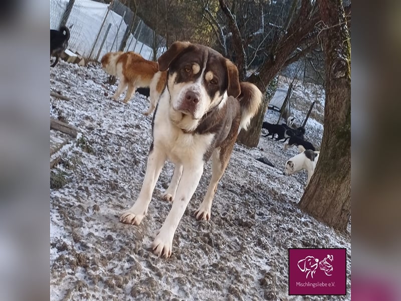 Knuffiger Amaretto sucht seinen Platz auf Lebenszeit