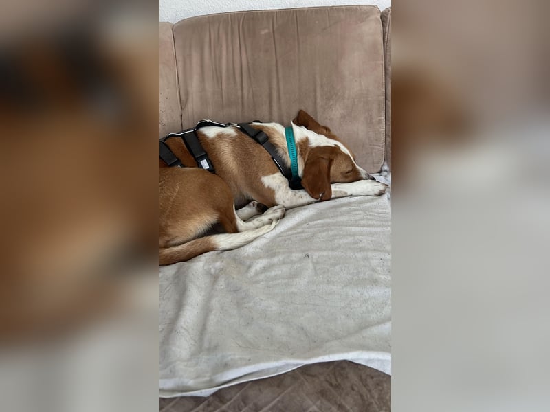 Tobi – Schüchterner Herzenshund sucht seine Menschen!