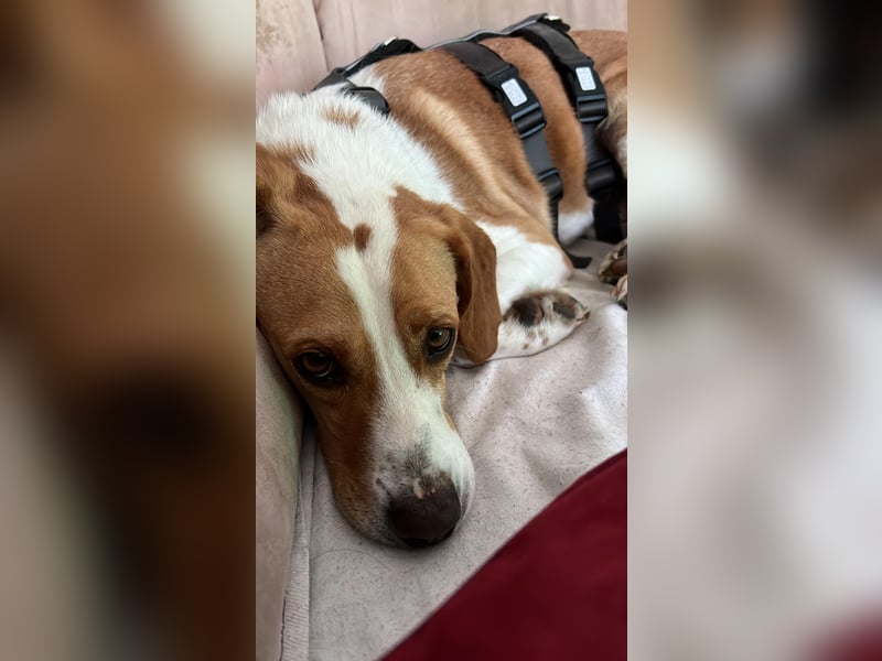 Tobi – Schüchterner Herzenshund sucht seine Menschen!