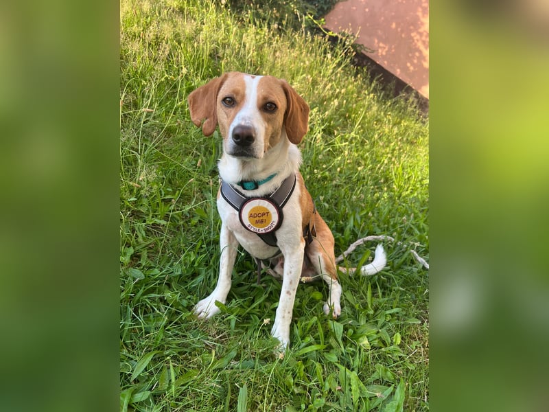 Tobi – Schüchterner Herzenshund sucht seine Menschen!