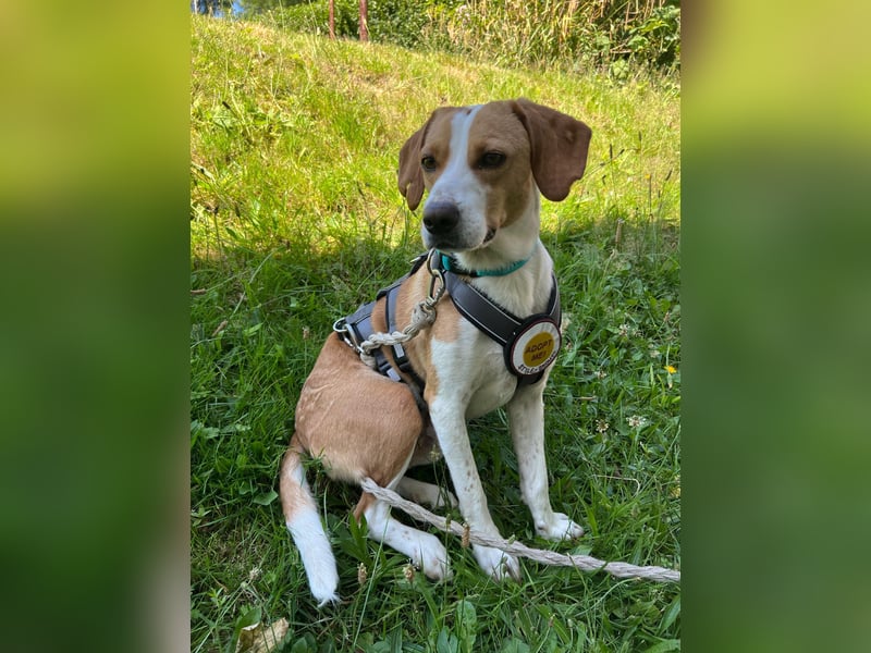 Tobi – Schüchterner Herzenshund sucht seine Menschen!