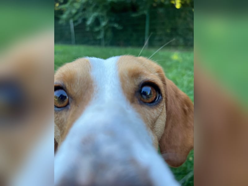 Tobi – Schüchterner Herzenshund sucht seine Menschen!