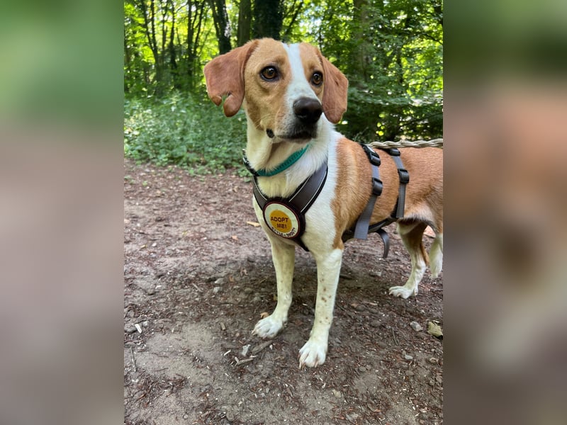 Tobi – Schüchterner Herzenshund sucht seine Menschen!