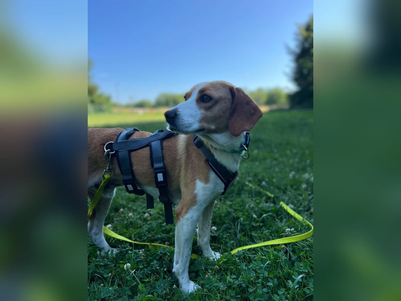 Tobi – Schüchterner Herzenshund sucht seine Menschen!