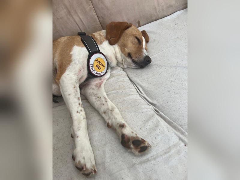 Tobi – Schüchterner Herzenshund sucht seine Menschen!