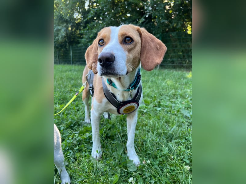 Tobi – Schüchterner Herzenshund sucht seine Menschen!